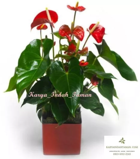 Detail Anthurium Bunga Merah Nomer 13
