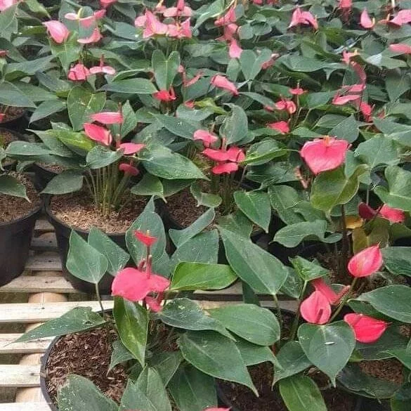 Detail Anthurium Bunga Merah Nomer 18
