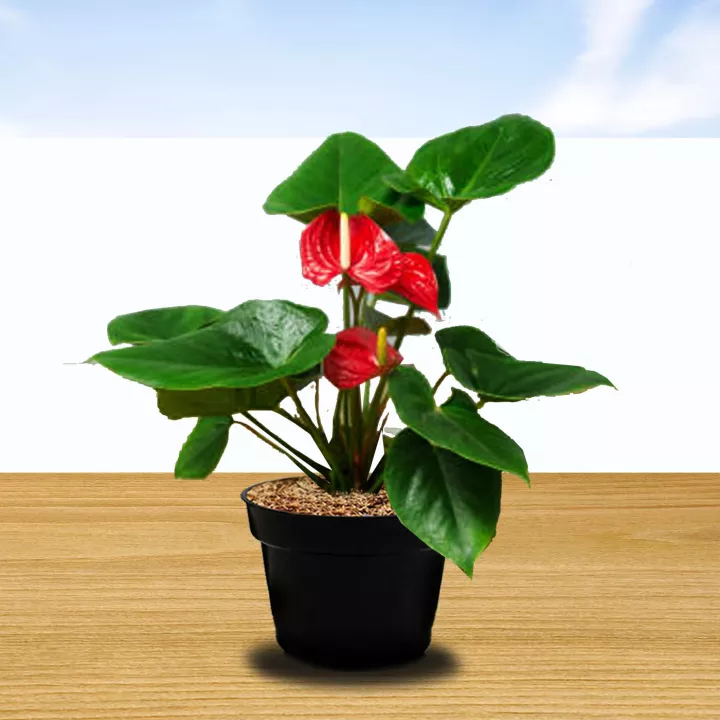 Detail Anthurium Bunga Merah Nomer 26