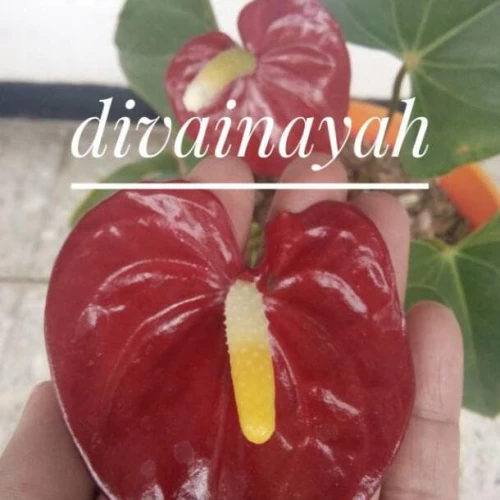 Detail Anthurium Bunga Merah Nomer 31