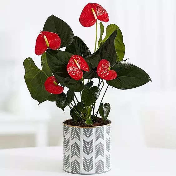 Detail Anthurium Bunga Merah Nomer 33