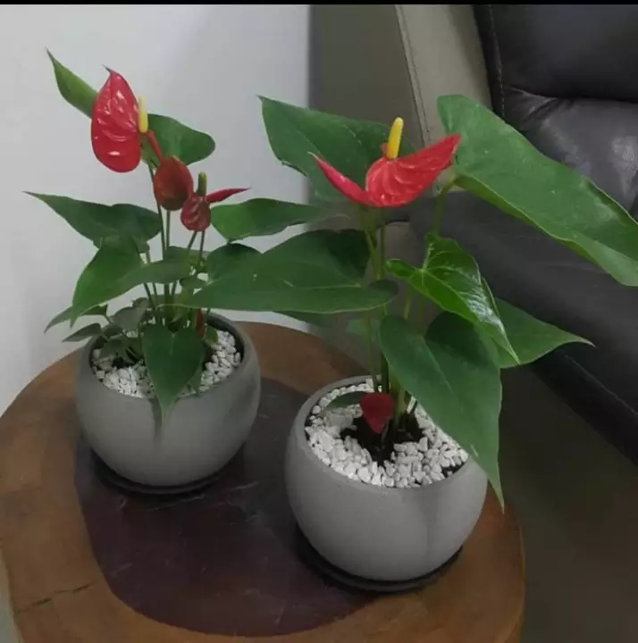 Detail Anthurium Bunga Merah Nomer 36