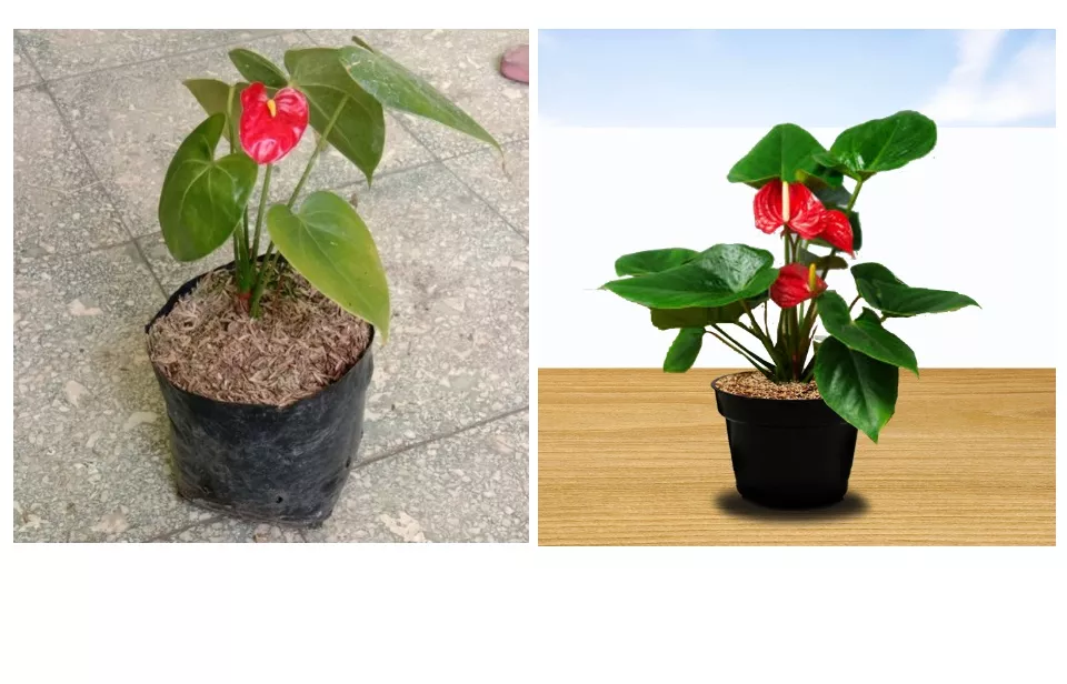 Detail Anthurium Bunga Merah Nomer 52