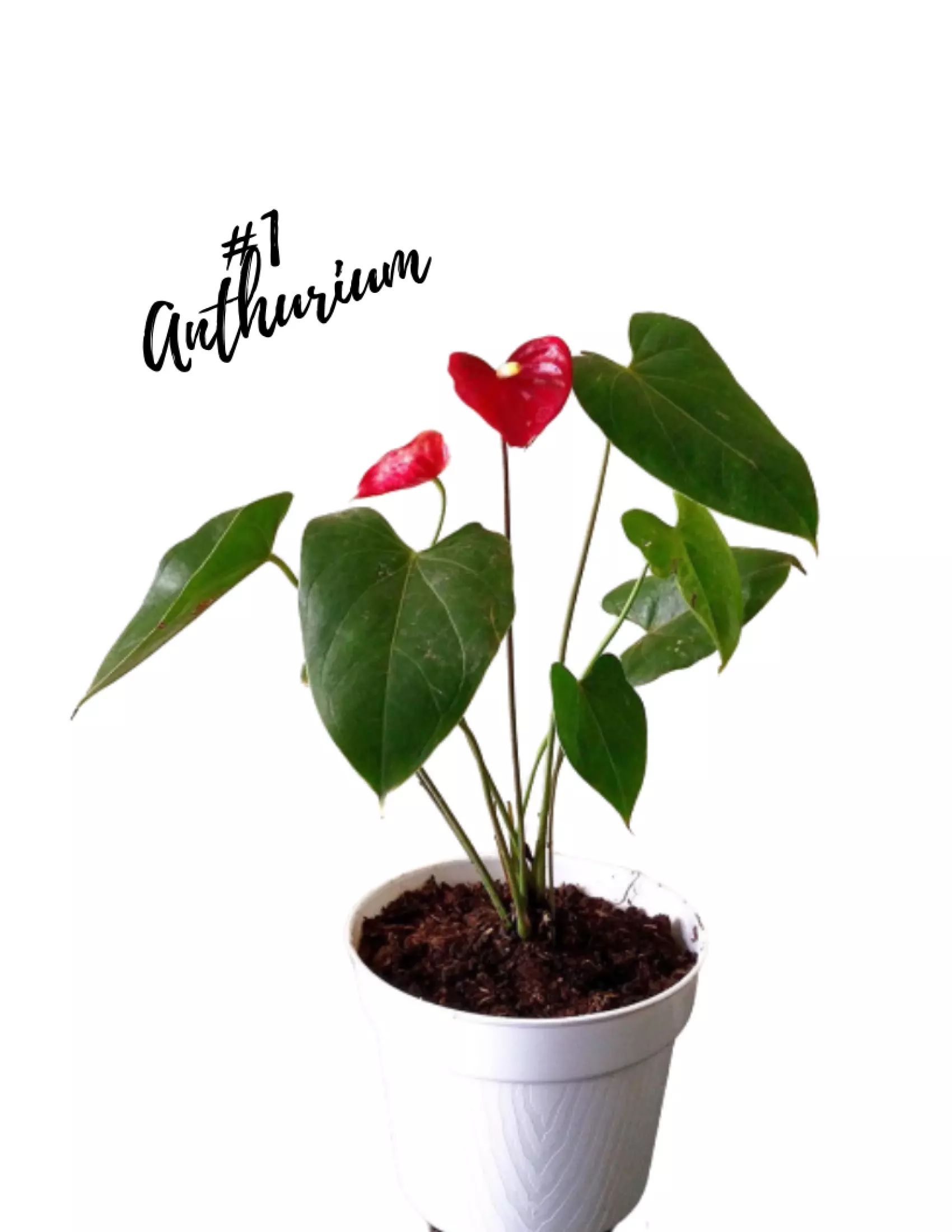 Detail Anthurium Bunga Merah Nomer 57