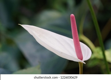 Detail Anthurium Merah Painters Palette Nomer 12