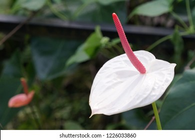 Detail Anthurium Merah Painters Palette Nomer 5