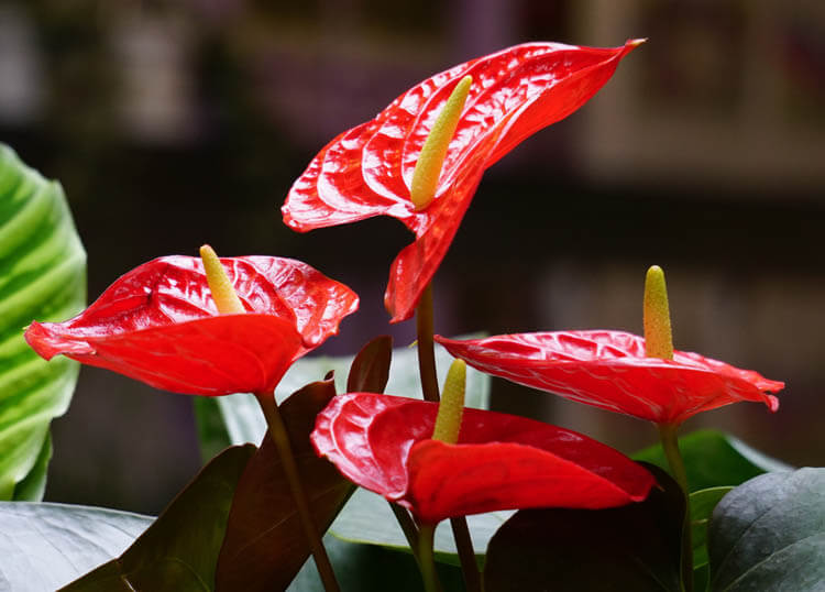 Detail Anthurium Merah Painters Palette Nomer 47