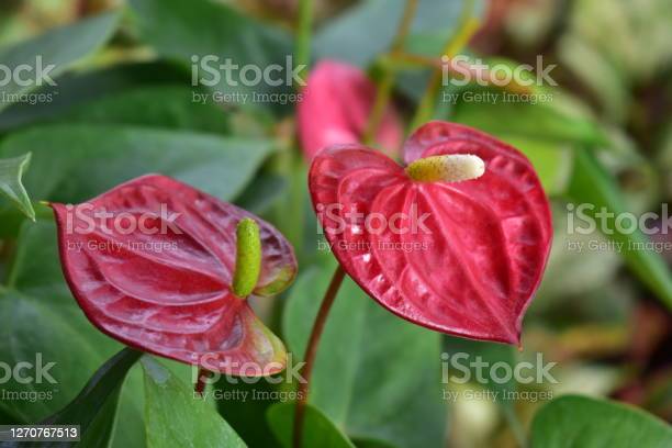 Detail Anthurium Merah Painters Palette Nomer 50