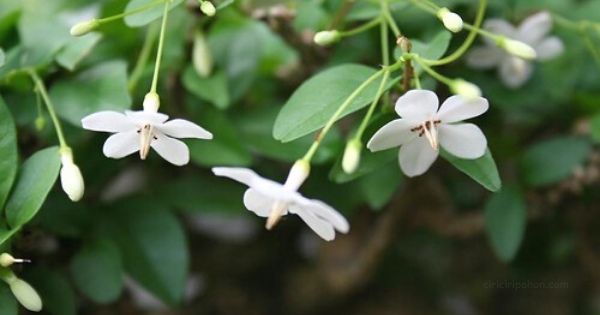 Anting Putri Di Alam - KibrisPDR