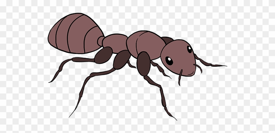 Download Ants Clipart Nomer 31