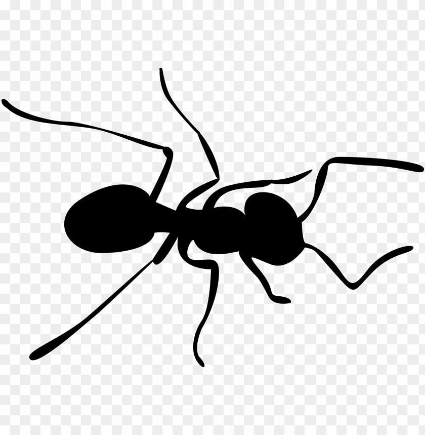 Download Ants Clipart Nomer 42