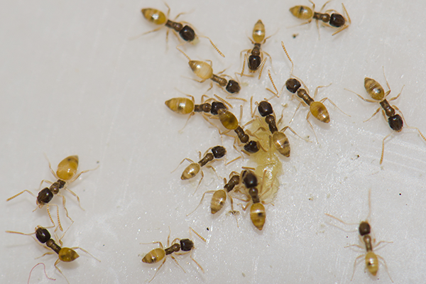 Detail Ants Pics Nomer 27