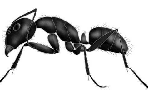 Detail Ants Pics Nomer 42