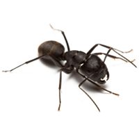 Detail Ants Pics Nomer 8