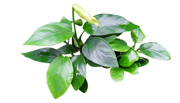 Detail Anubias Barteri Var Nana Nomer 15