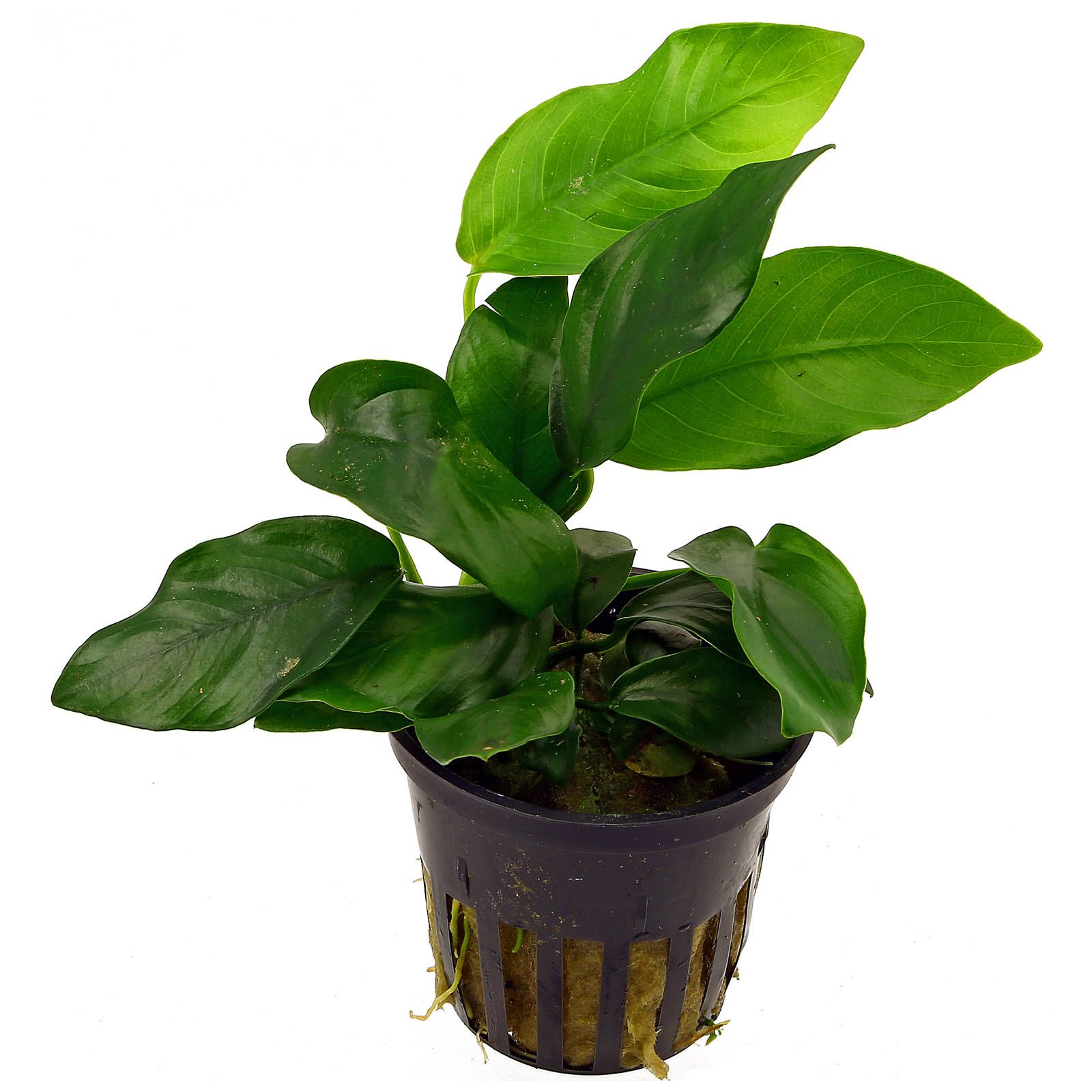 Detail Anubias Barteri Var Nana Nomer 3