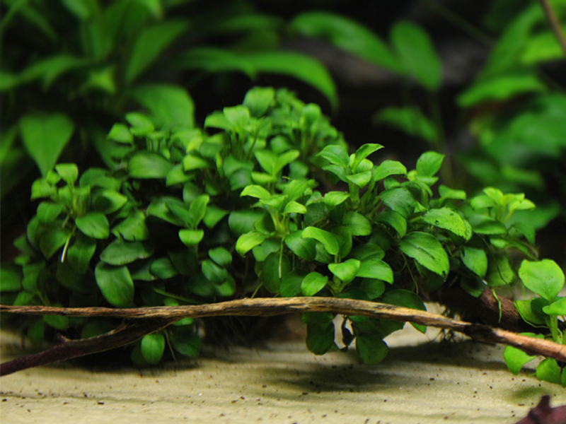 Detail Anubias Barteri Var Nana Nomer 23