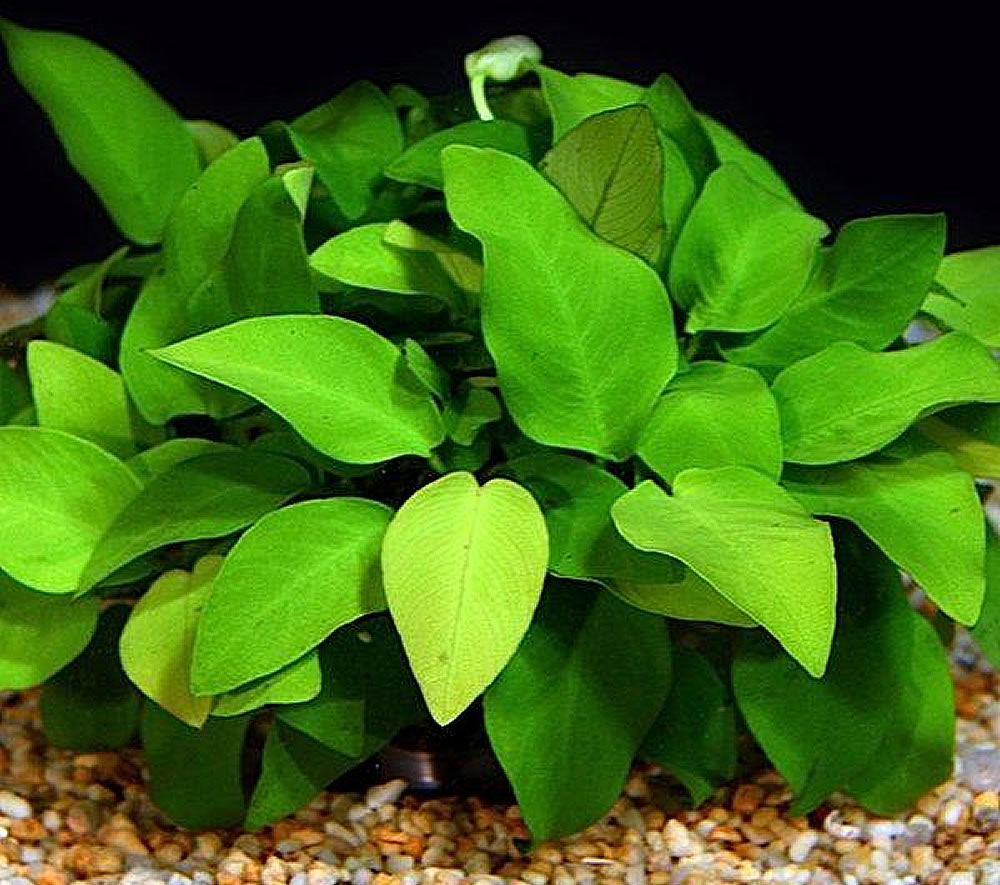 Detail Anubias Barteri Var Nana Nomer 30