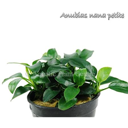 Detail Anubias Barteri Var Nana Nomer 31