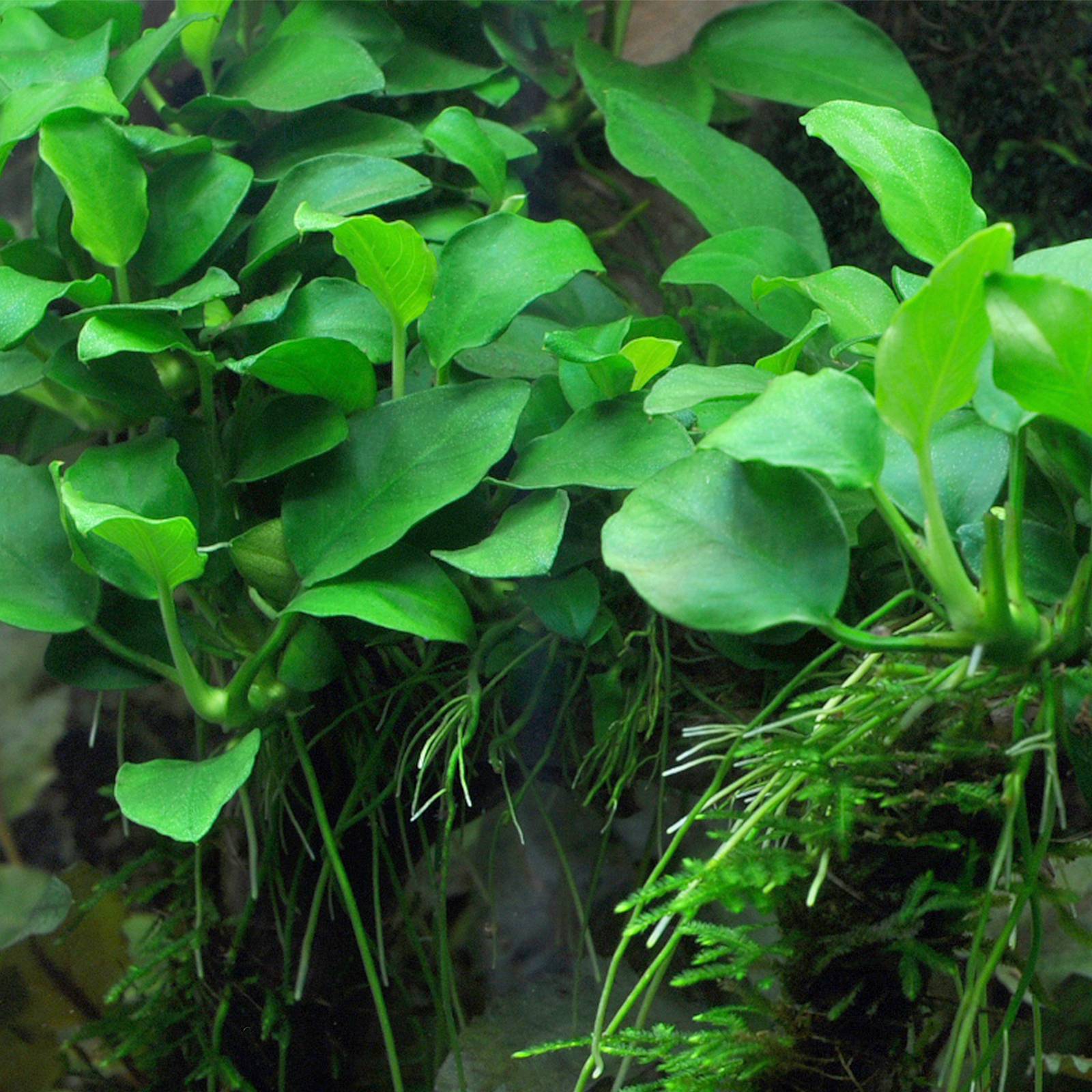 Detail Anubias Barteri Var Nana Nomer 33