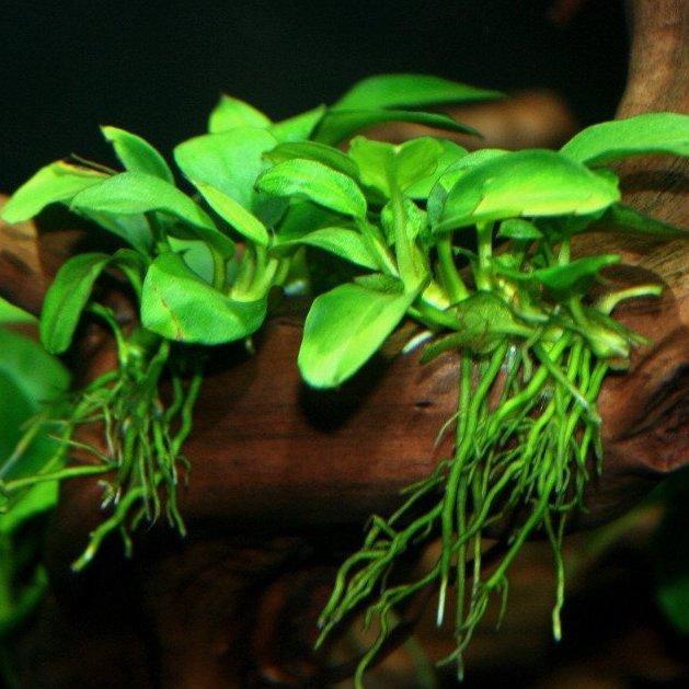 Detail Anubias Barteri Var Nana Nomer 36