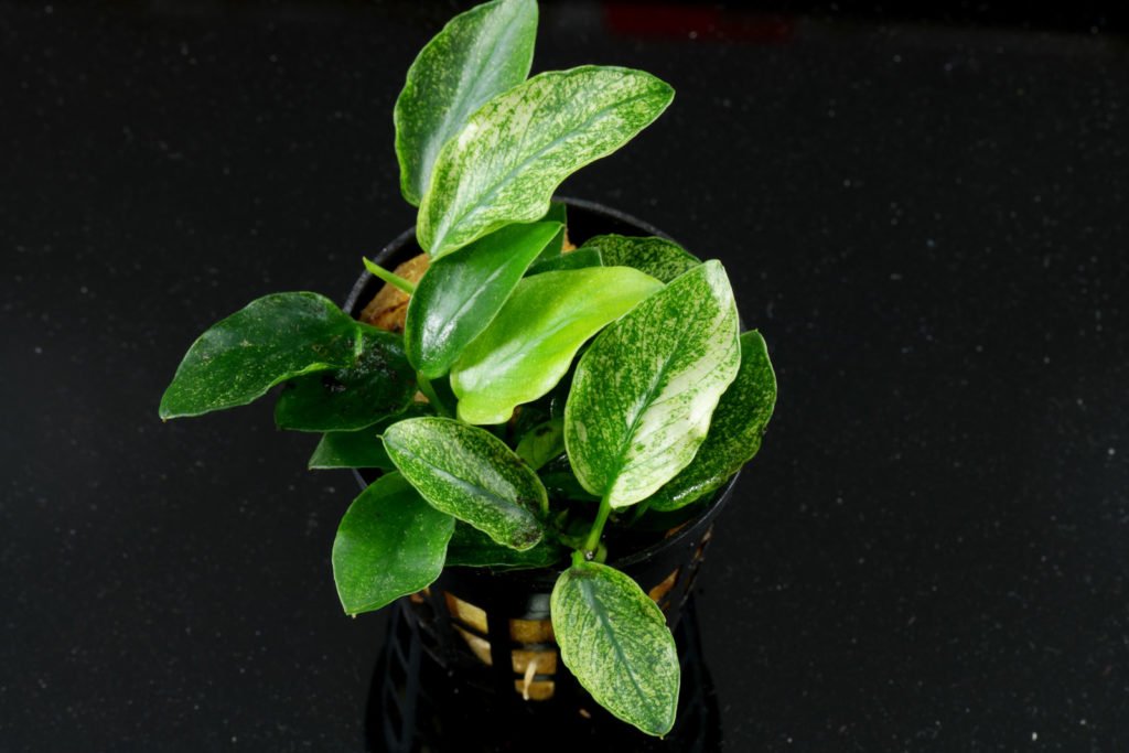 Detail Anubias Barteri Var Nana Nomer 41