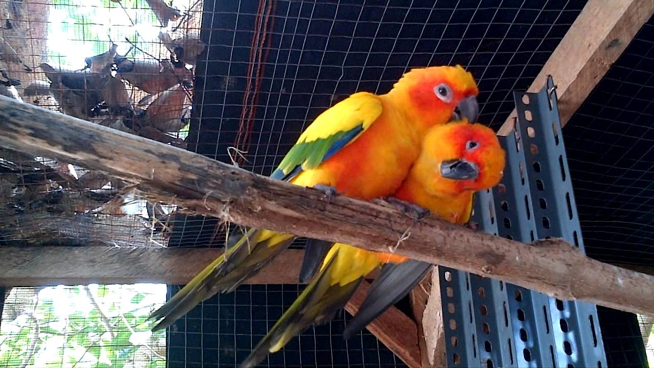 Detail Apakah Burung Sun Conure Dilindungi Nomer 20