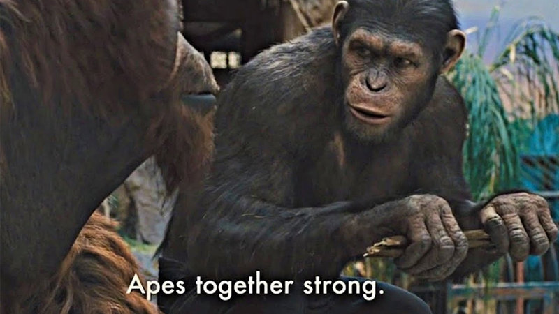 Apes Together Strong Meme - KibrisPDR