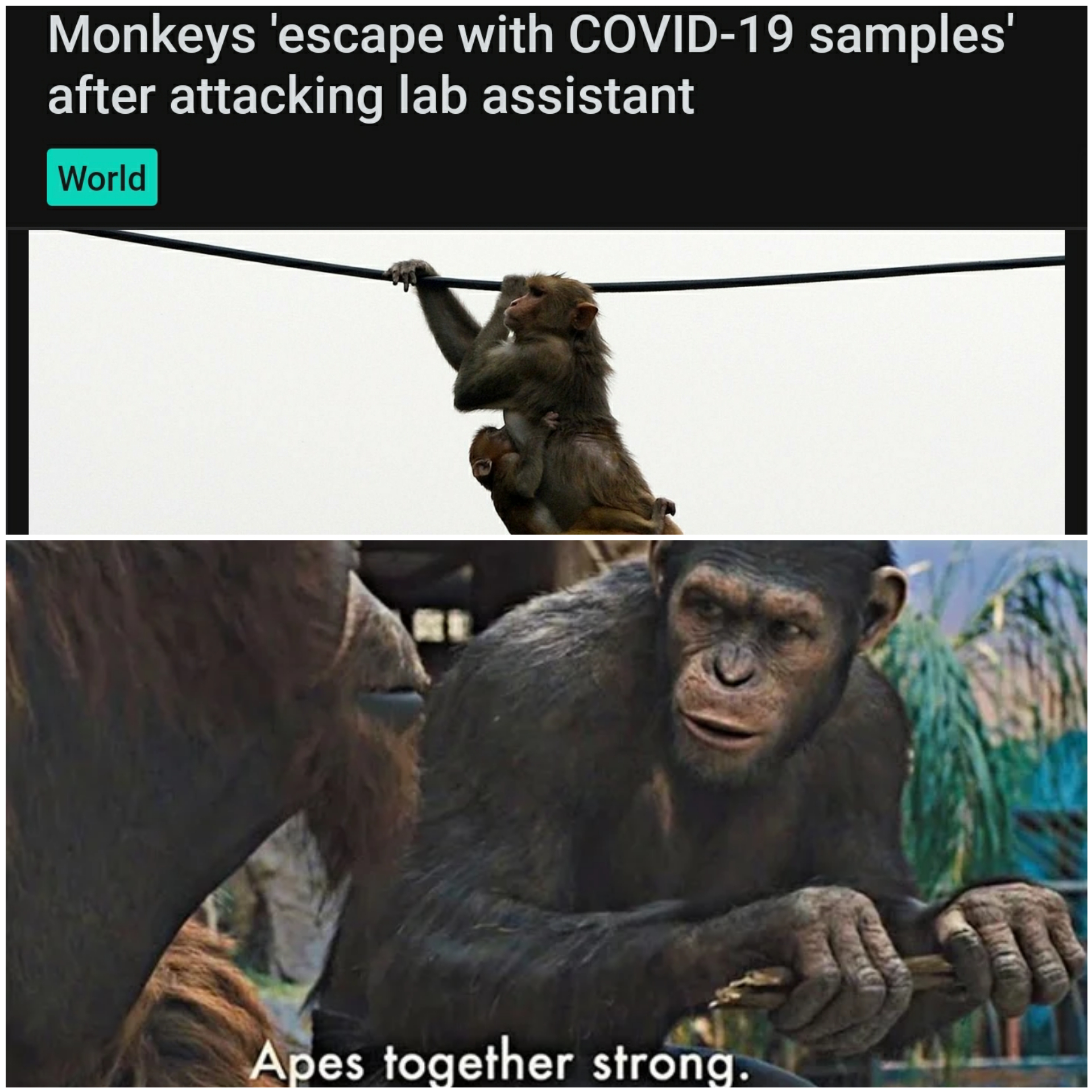 Detail Apes Together Strong Meme Nomer 7