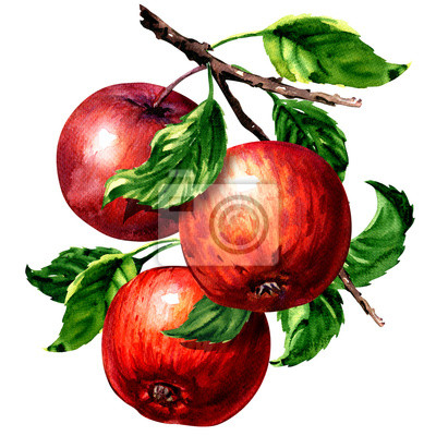 Detail Apfel Gemalt Nomer 7