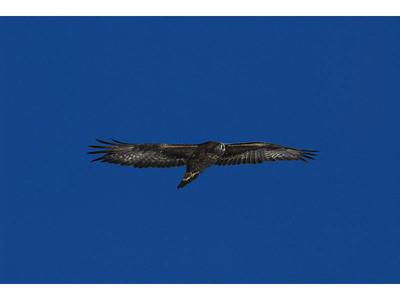 Steinadler Im Flug - KibrisPDR