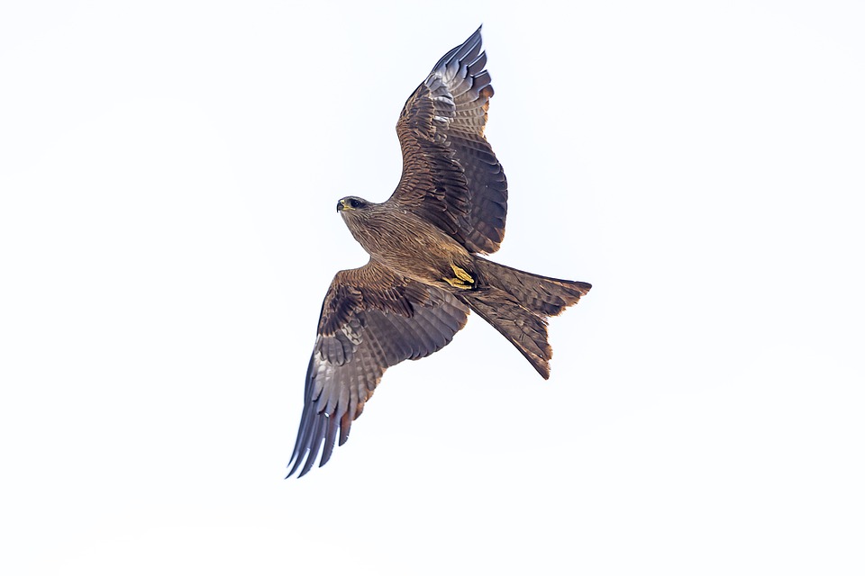 Detail Steinadler Im Flug Nomer 4