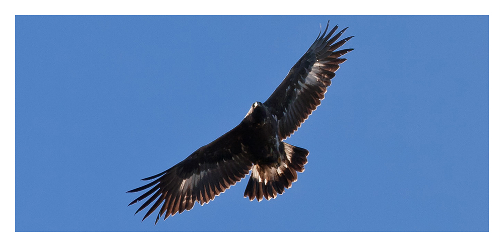 Detail Steinadler Im Flug Nomer 8