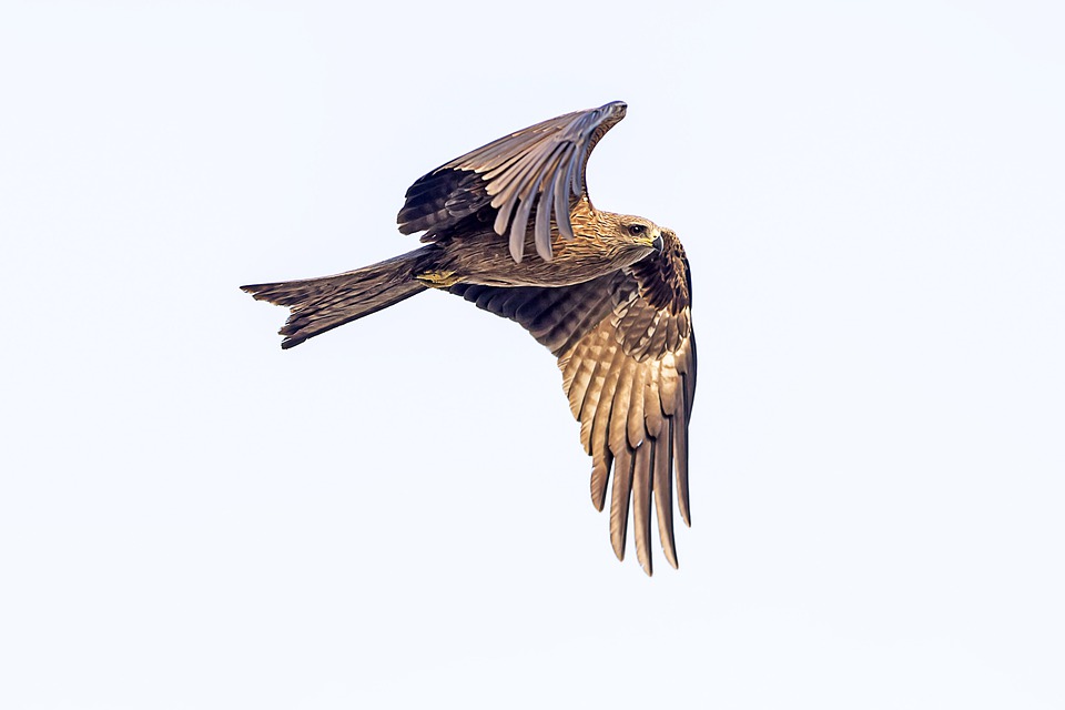 Detail Steinadler Im Flug Nomer 9