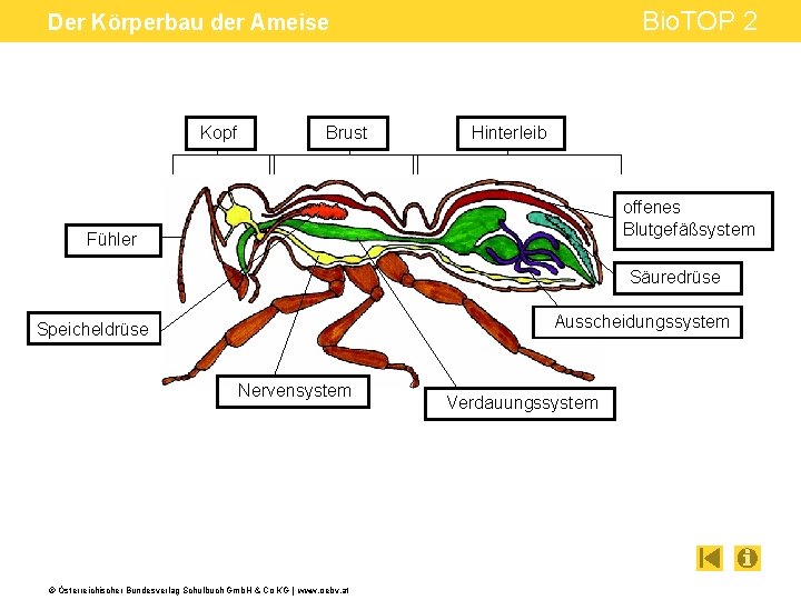 Detail Ameise Powerpoint Nomer 20