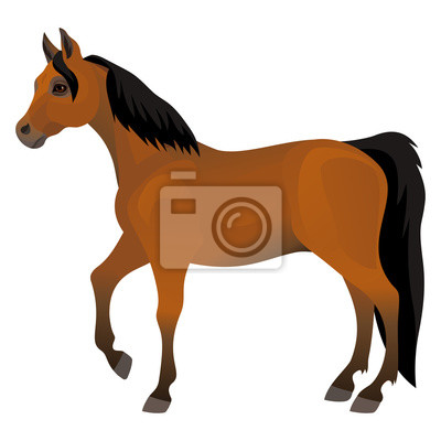 Detail Braunes Pferd Nomer 10