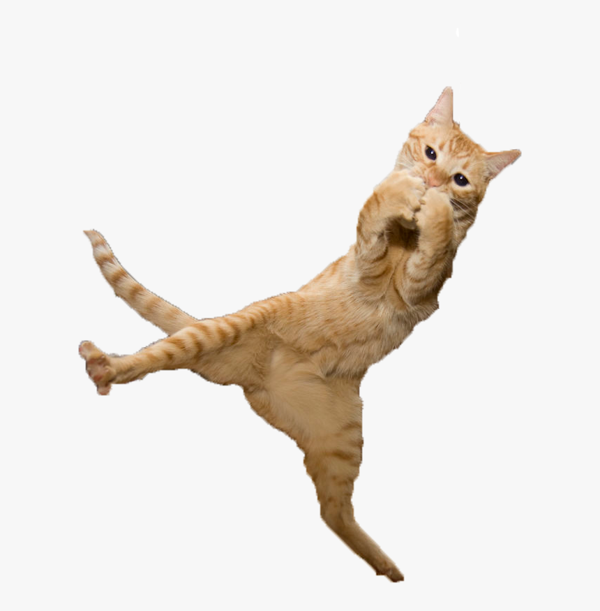 Detail Cat Jumping Nomer 11