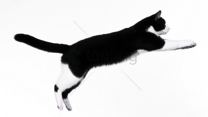 Detail Cat Jumping Nomer 17