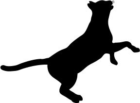 Detail Cat Jumping Nomer 5