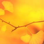 Detail Goldener Herbst Bilder Nomer 20