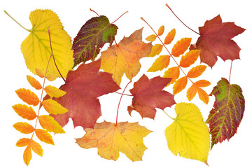 Detail Goldener Herbst Bilder Nomer 7