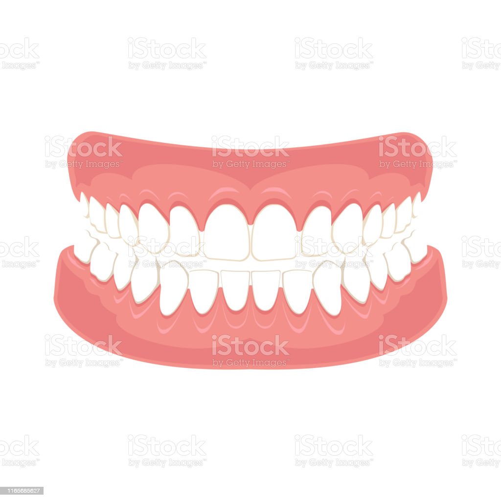 Detail Gigi Palsu Vector Nomer 15