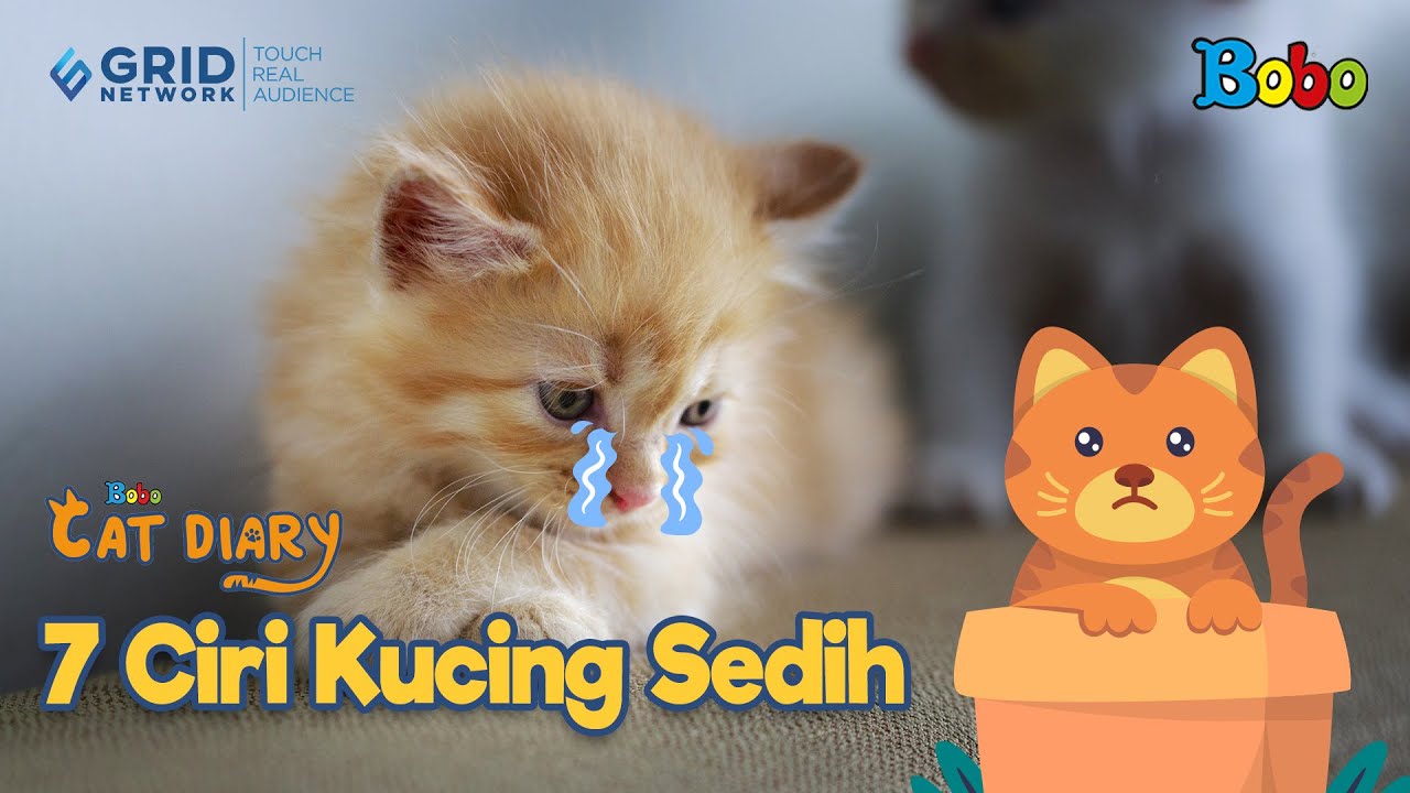 Detail Gigi Susu Kucing Nomer 55