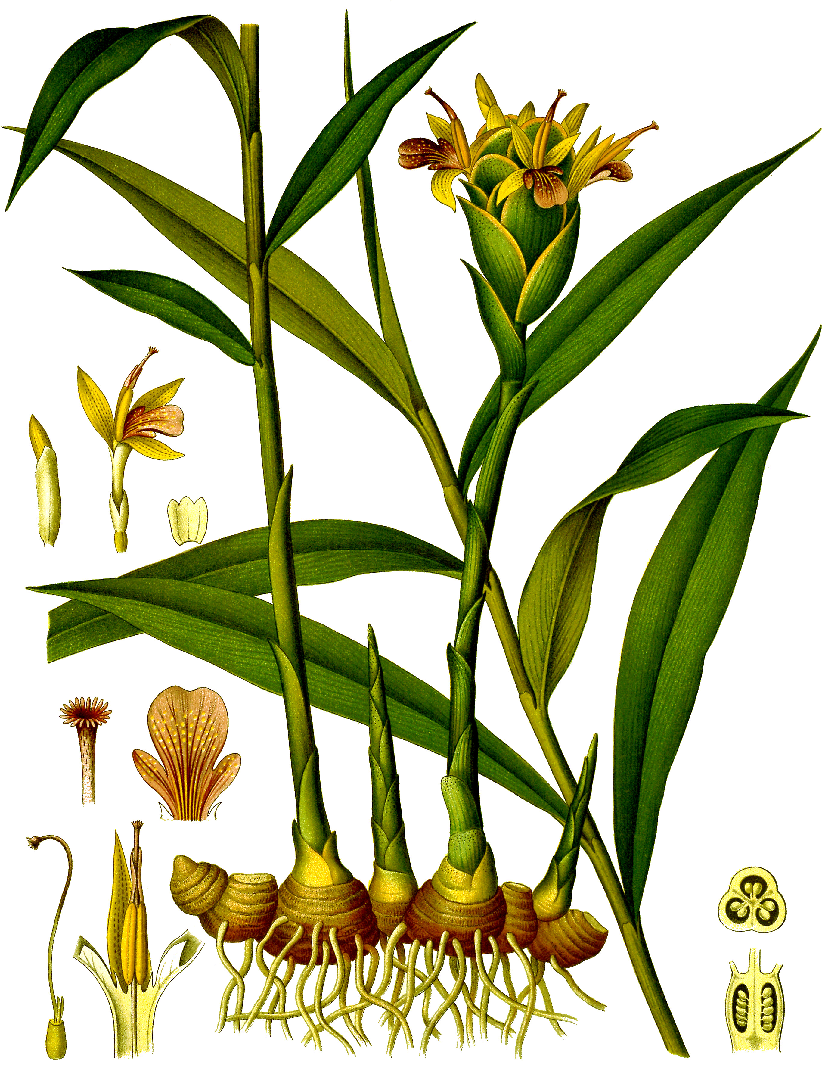 Detail Ginger Image Nomer 57