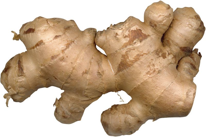 Detail Ginger Pic Nomer 10