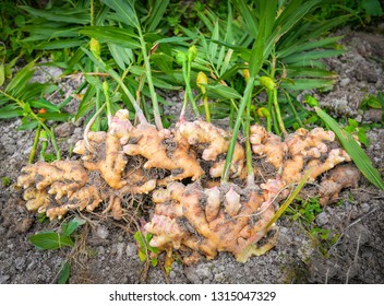 Detail Ginger Plant Images Nomer 42