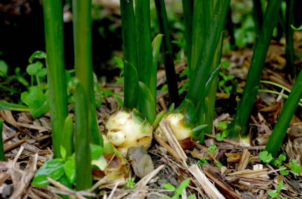 Detail Ginger Plant Images Nomer 6