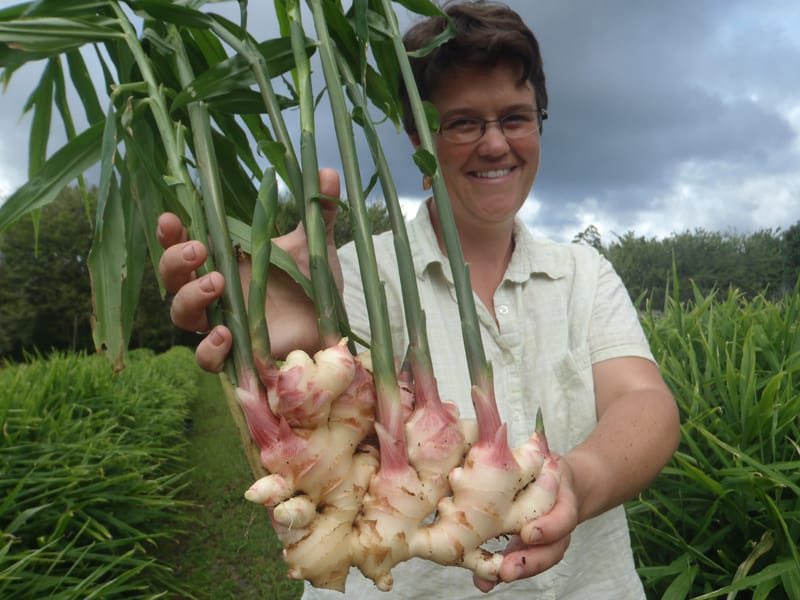 Detail Ginger Plant Pics Nomer 32