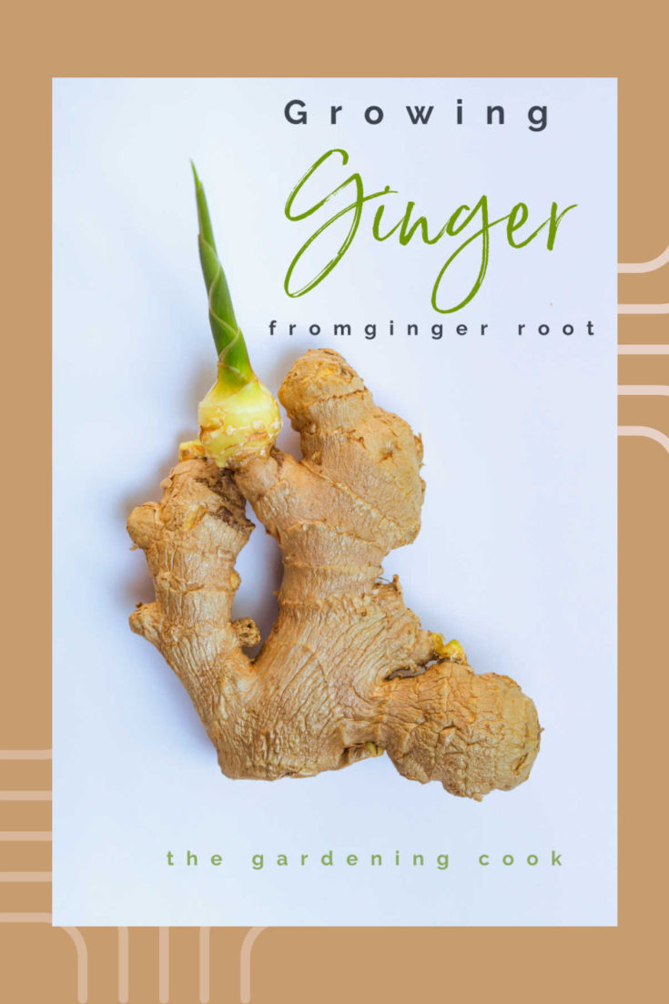 Detail Ginger Plant Pics Nomer 41