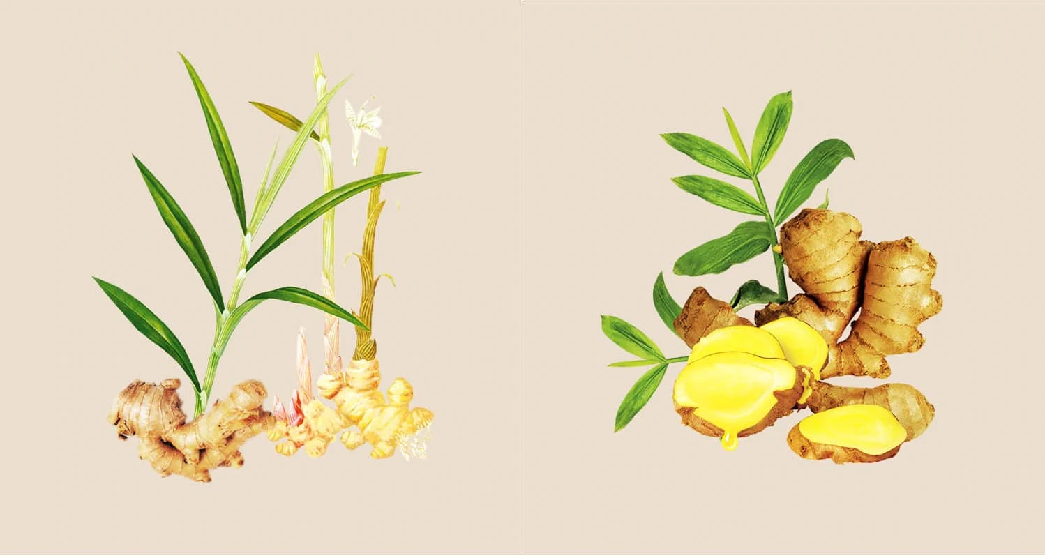 Detail Ginger Plant Pics Nomer 45